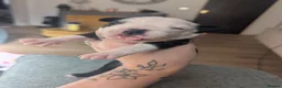 Boston Terrier dogs for sale: Boston X Puppies for sale  - Advert 8
