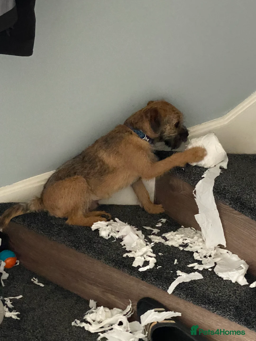 Border Terrier dogs for stud: 3yr old border fantastic temperament  in Bolton - Advert 5