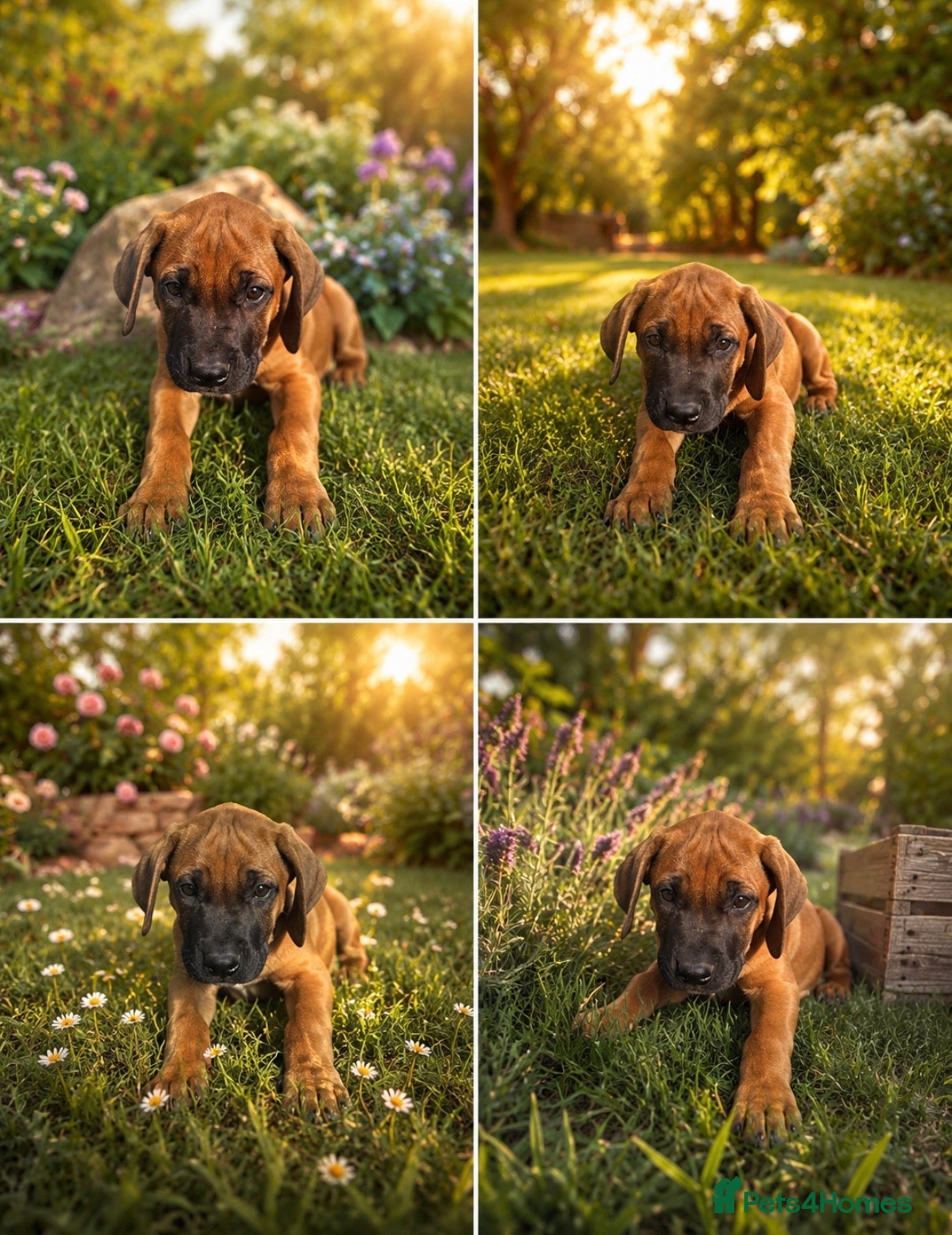 Rhodesian Ridgeback dogs Rhodesian Ridgebacks Ready to go - Advert 5
