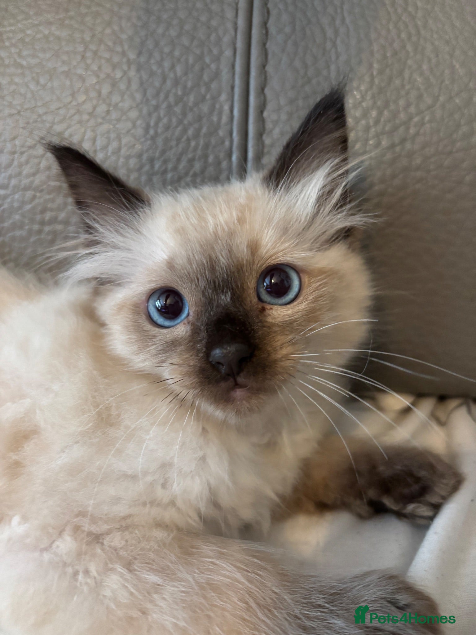 Ragdoll cats ready now extremely loving playful ragdolls  - Advert 9