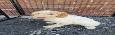 Cockapoo 4