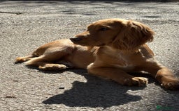 Cocker Spaniel dogs for sale: KC Registered Cocker Spaniel (Working) Puppies - Image 20