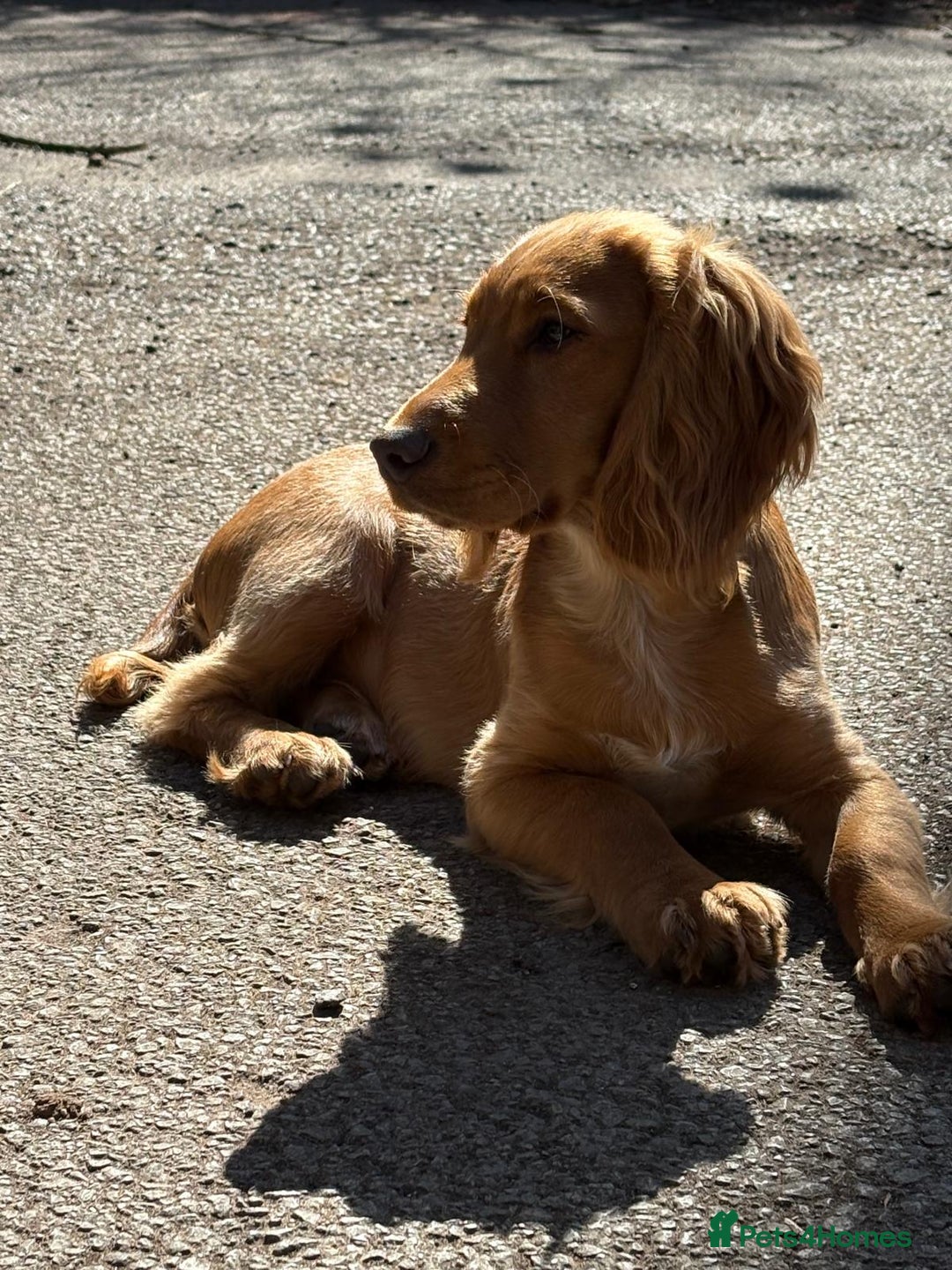 Cocker Spaniel dogs for sale: KC Registered Cocker Spaniel (Working) Puppies - Image 20