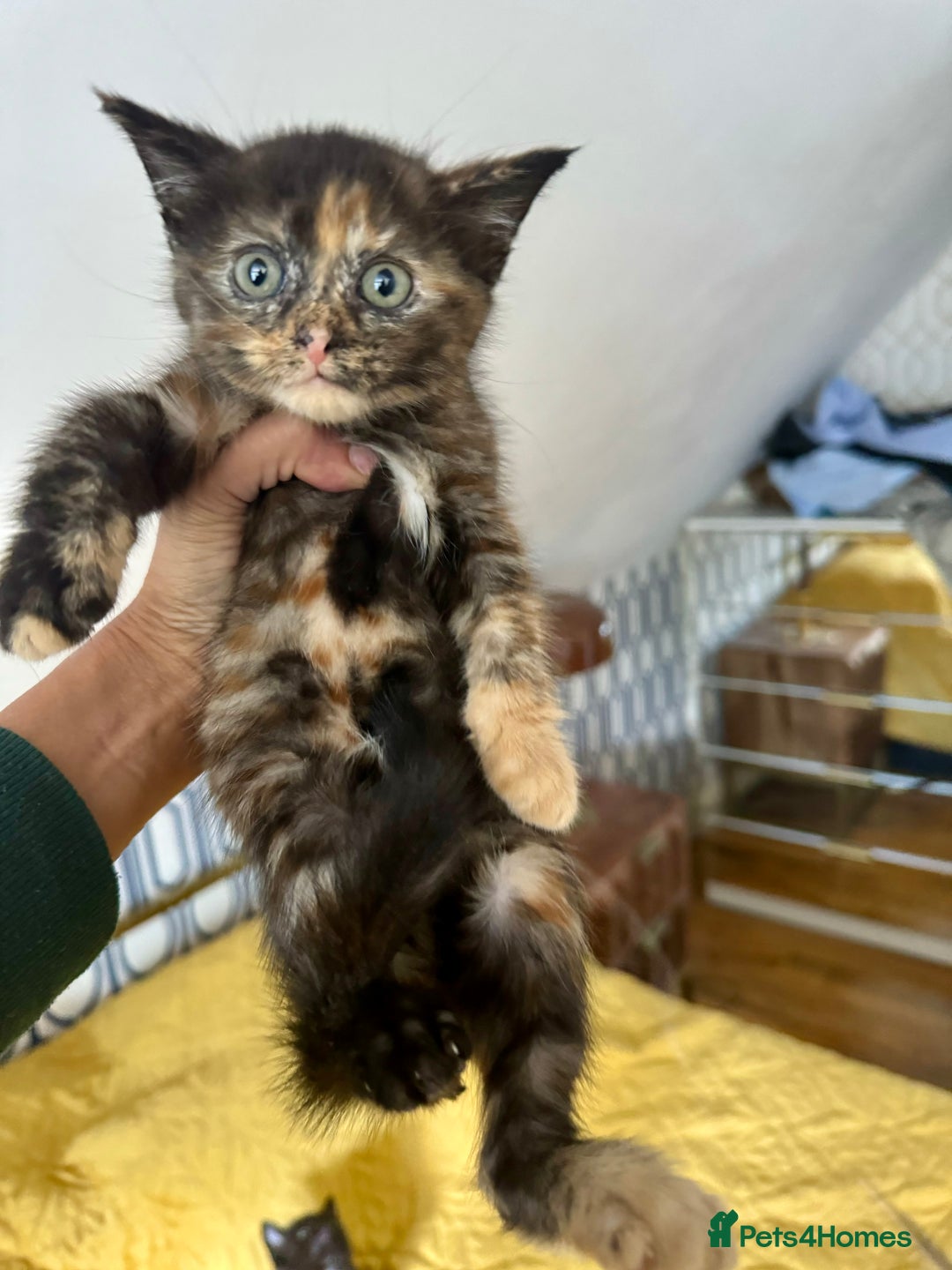 British Shorthair cats for sale: Pure British Shorthair Kittens Ready Now! - Image 4