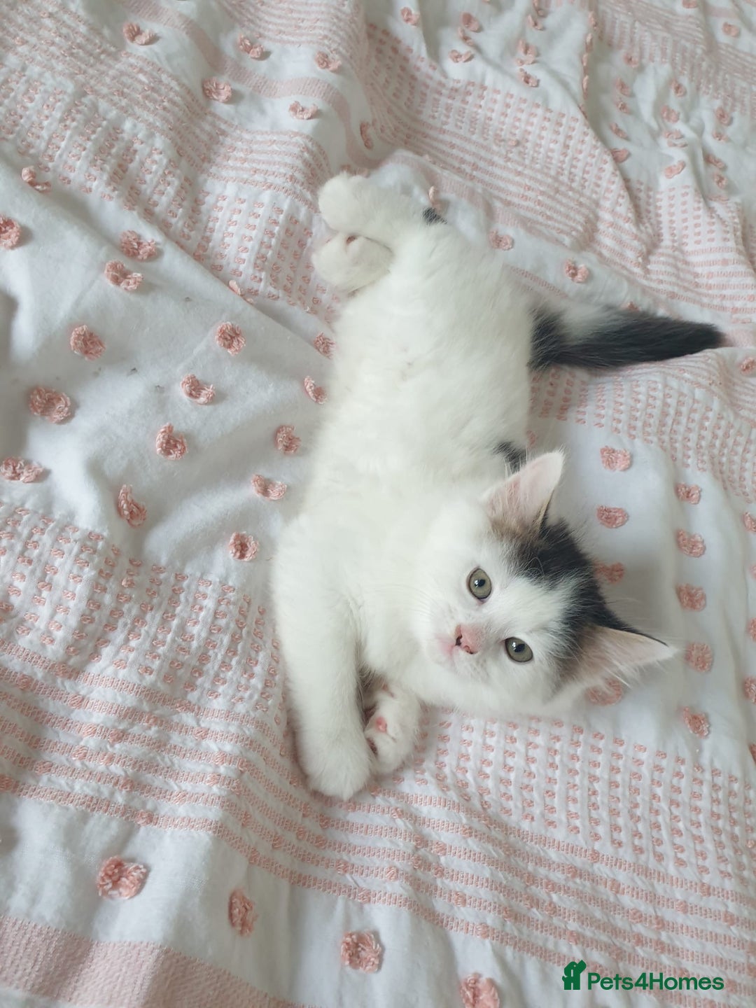 Mixed Breed cats for sale: Cute little boy  - Advert 6