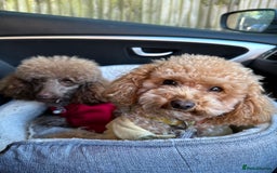 Toy Poodle dogs for sale: Toy poodles (5 girls and 2 boys) - Image 4