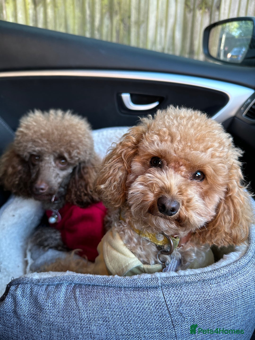Toy Poodle dogs for sale: Toy poodles (5 girls and 2 boys) - Image 4