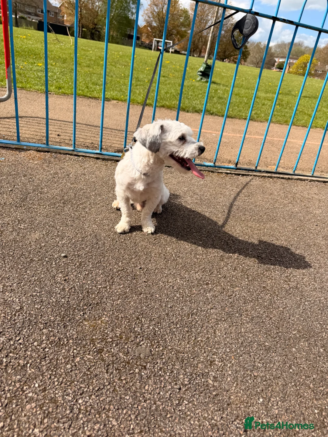 Bichon Frise dogs for sale: Bichon Frise  in Banbury - Advert 2