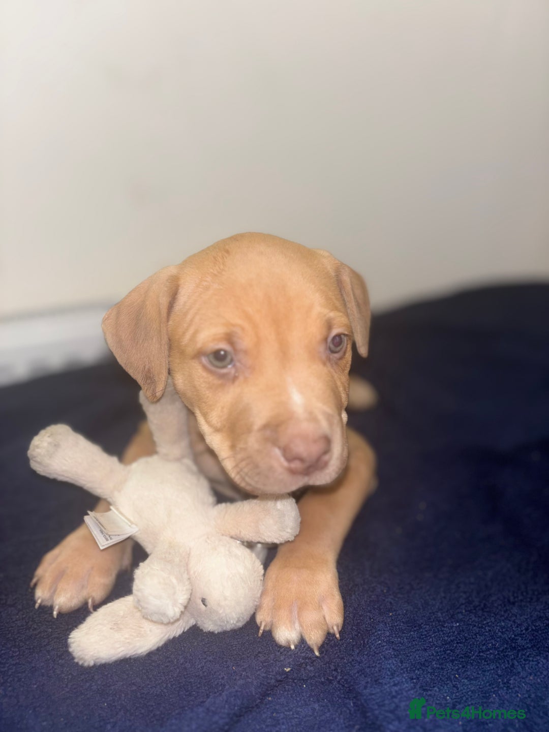 Mixed Breed dogs for sale: Staff puppies for sale!!!!! Weened and Ready now!! - Image 10