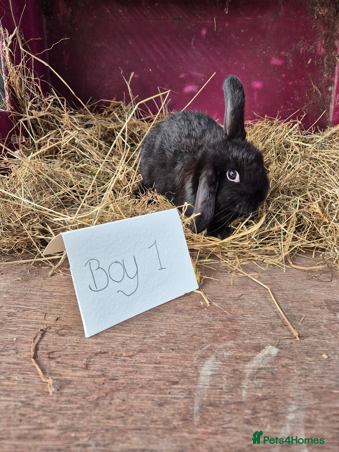 Mini Lop rabbits for sale: Bunnies looking for new homes - Advert 1