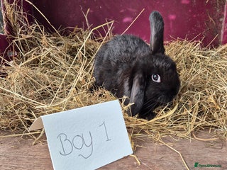 Mini Lop rabbits Bunnies looking for new homes - Advert 2