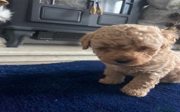 Miniature Poodle dogs for sale: miniature poodles 💕 - Image 4