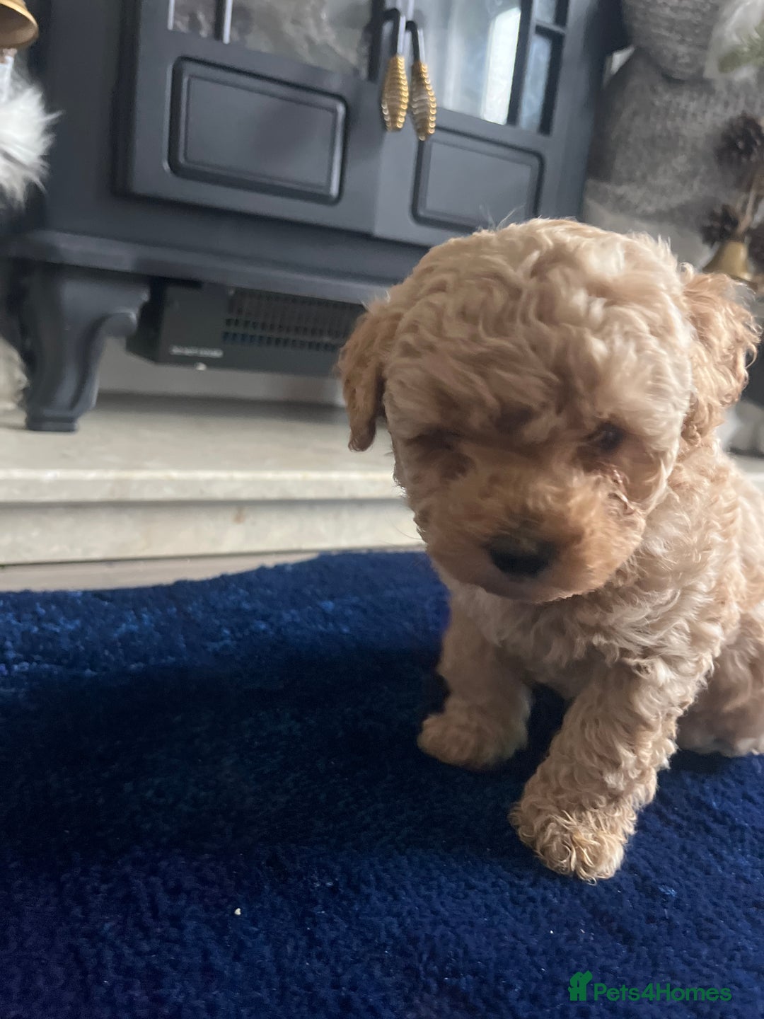 Miniature Poodle dogs for sale: miniature poodles 💕 - Image 4