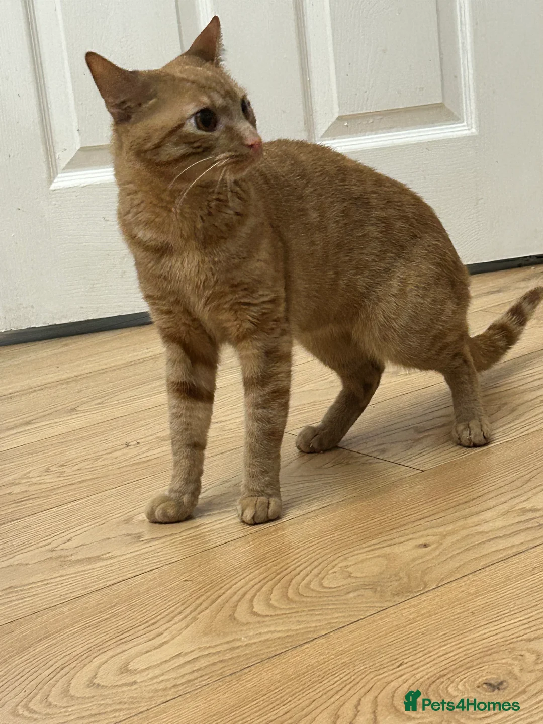 Mixed Breed cats for sale: Ginger cat 1.5yr old  - Advert 3