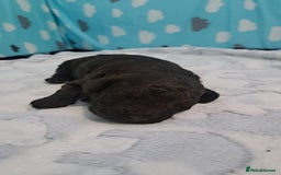 Miniature Poodle dogs for sale: Mini poodle puppies  - Image 2