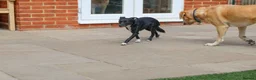 Mixed Breed dogs for adoption: Very friendly Remy - Advert 5
