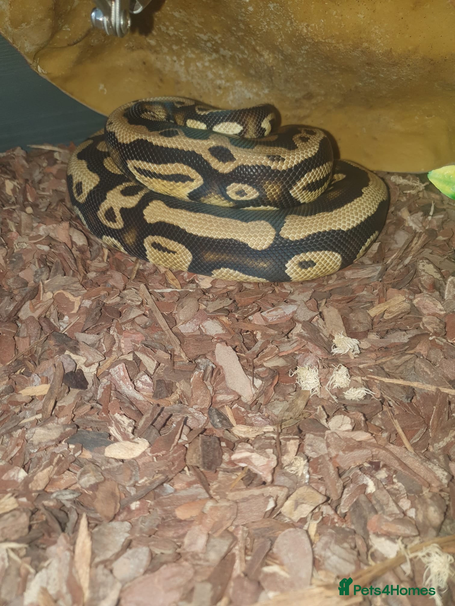 Python Snake reptiles  female royal pythons  - Advert 5