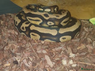 Python Snake reptiles female royal pythons - Advert 5