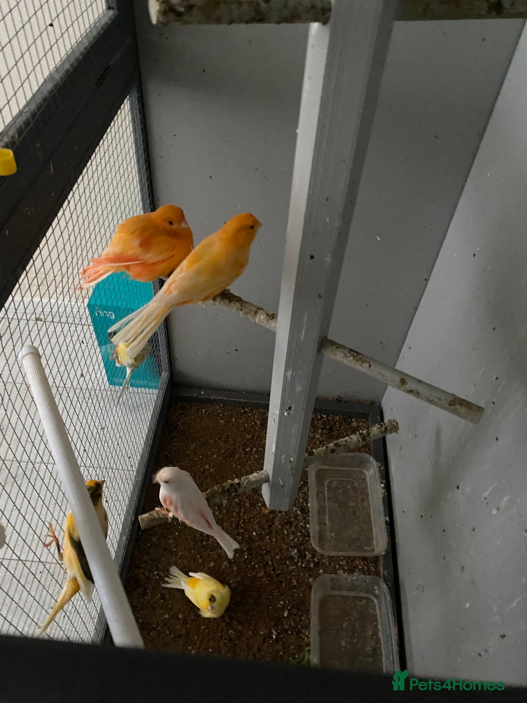 Canaries birds for sale: Red/yellow-white canaries  - Image 2