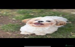Malshi dogs for sale: Looking for a forever home - Image 2