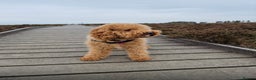 Cavapoo dogs for sale: Gorgeous F1 Cavapoo puppies. Health tested parents - Advert 11