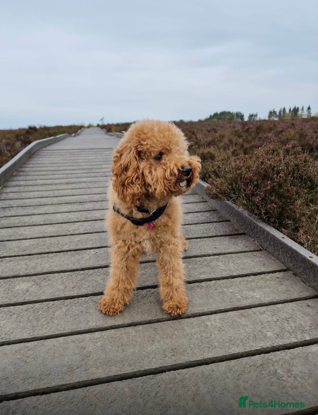 Cavapoo dogs for sale: Gorgeous F1 Cavapoo puppies. Health tested parents - Advert 11