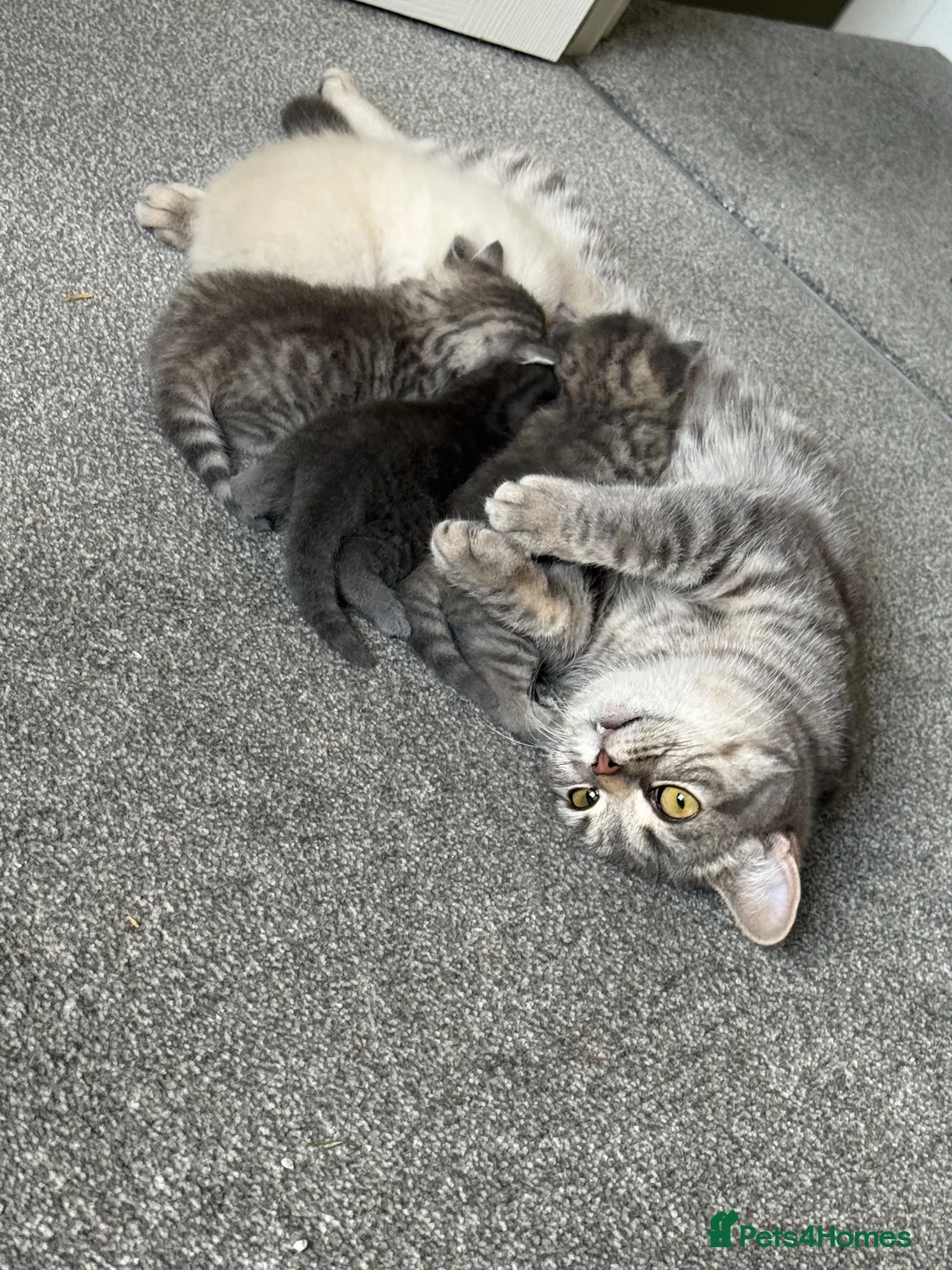 British Shorthair cats for sale: Two female 3/4 British shorthair  - Advert 1