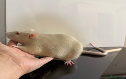 Rat rodents for sale: 2 x young and loving rats + cage + water bottle  - Image 7
