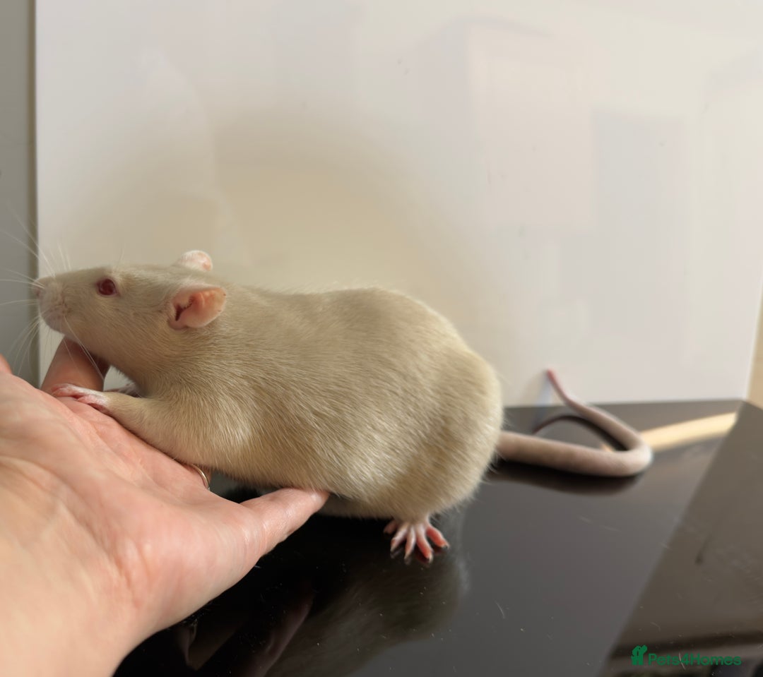 Rat rodents for sale: 2 x young and loving rats + cage + water bottle  - Image 7