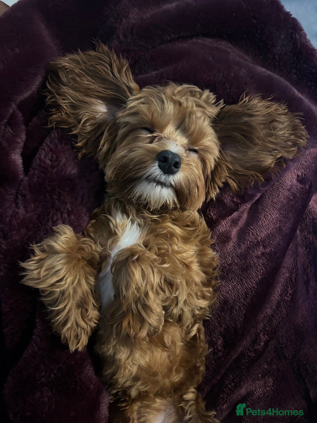 Cavapoo dogs for sale: Six month cavapoo puppy - Advert 2