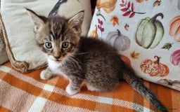 Mixed Breed cats for sale: Gorgeous Large Maine Coon Cross Kittens - Image 19