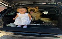 German Shepherd dogs for sale: Family reared GSD pups.  - Image 12