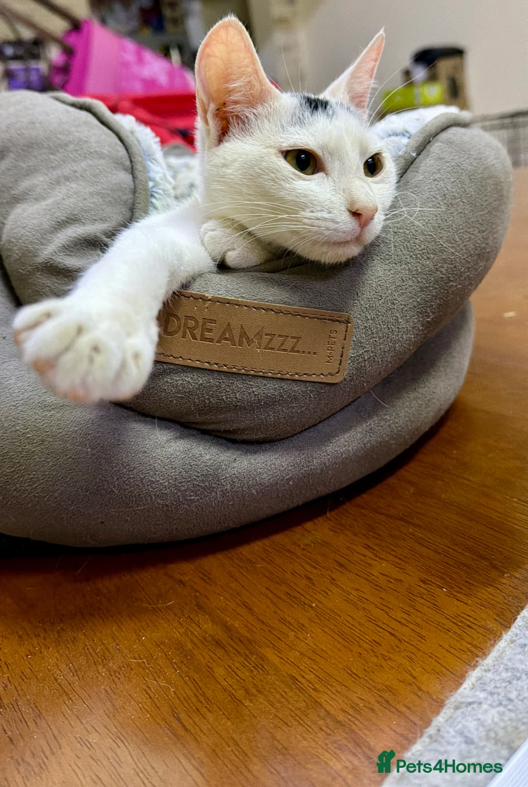 Arabian Mau cats for adoption: Meet Lulu & Lily (House/Indoor Cats) 💕 - Advert 21