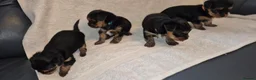 Yorkshire Terrier dogs for sale: 4 Stunning Miniature Yorkshire Terrier Puppiess - Advert 3