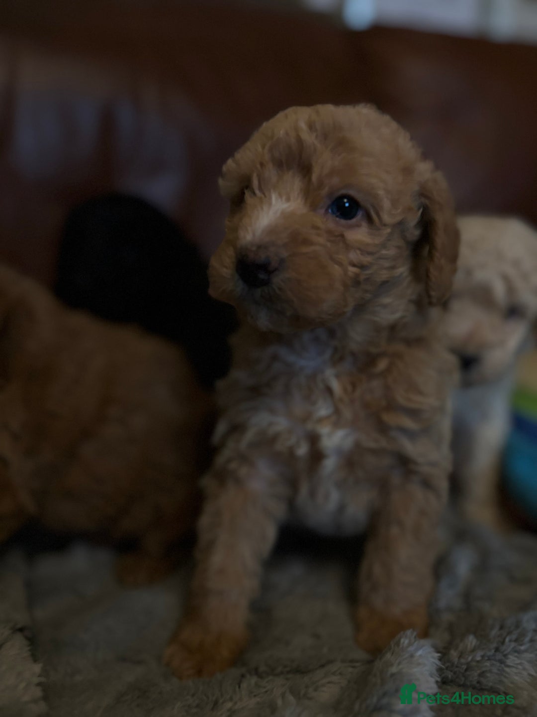 Labradoodle dogs for sale: F1b miniature labradoodles - Advert 7