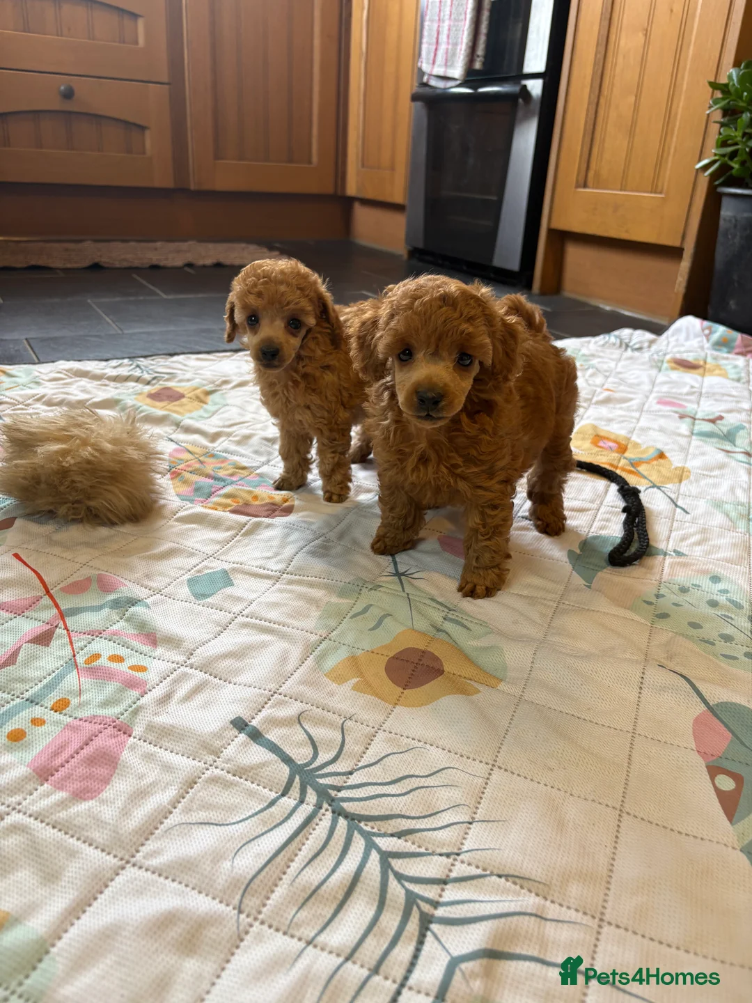 Toy Poodle dogs for sale: ⭐️ Licensed Breeder ⭐️ Toy Poodle Puppies  - Advert 5