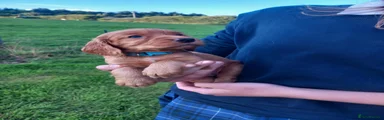 Cocker Spaniel 5