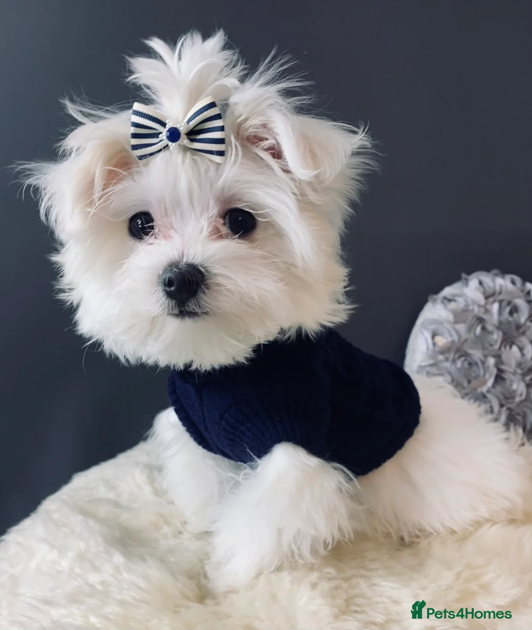 Maltese dogs for sale: ✨ Outstanding KC korean Maltese Puppies ✨ - Advert 23