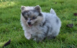 Pomsky dogs for sale: Merle Genuine Toy Size  Pomsky Puppies - Image 1