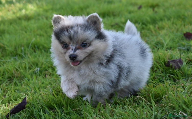 Pomsky dogs - Advert 1