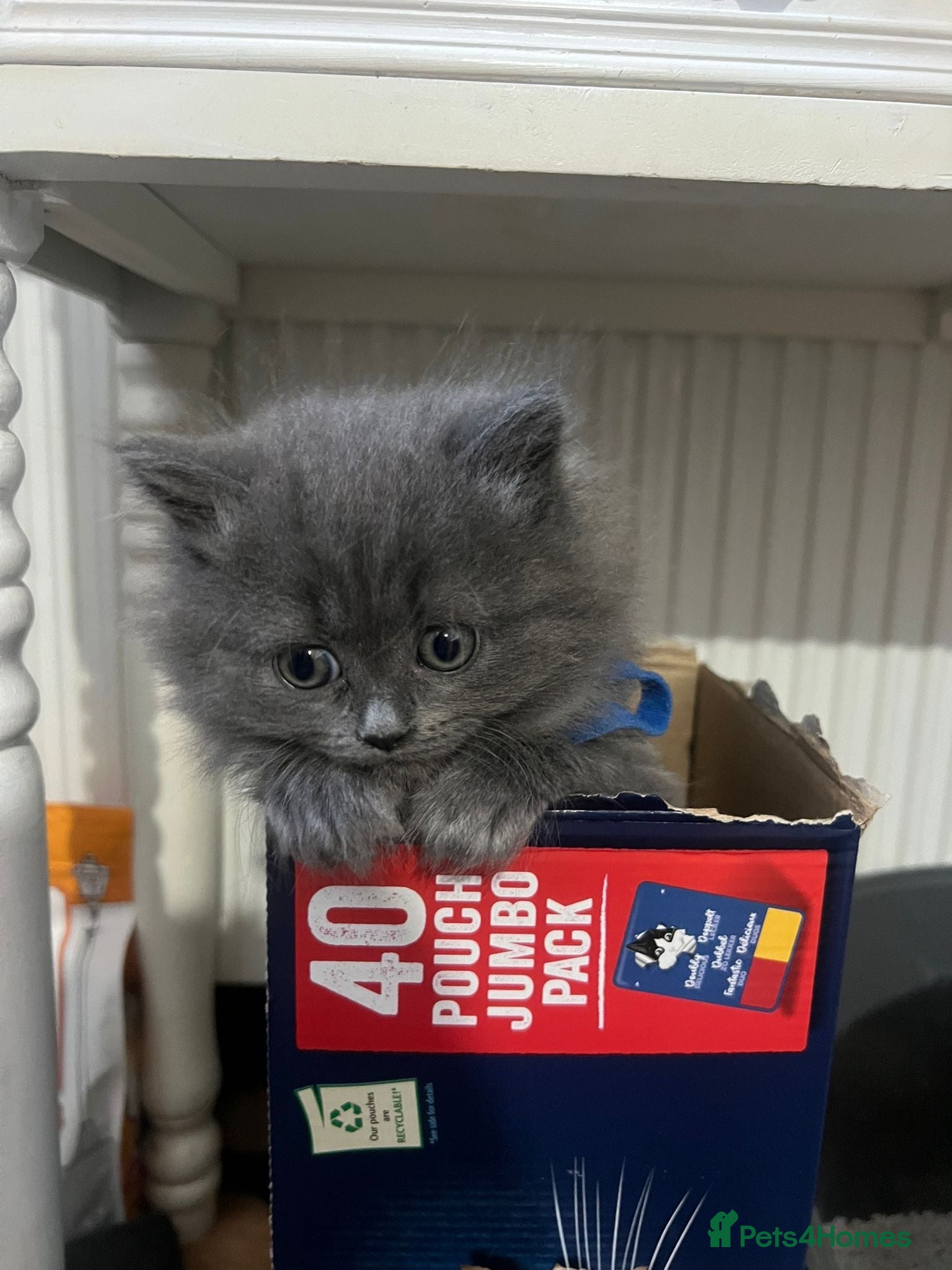 Scottish Fold cats for sale: 5 beautiful Scottish Fold’s kittens  - Advert 24