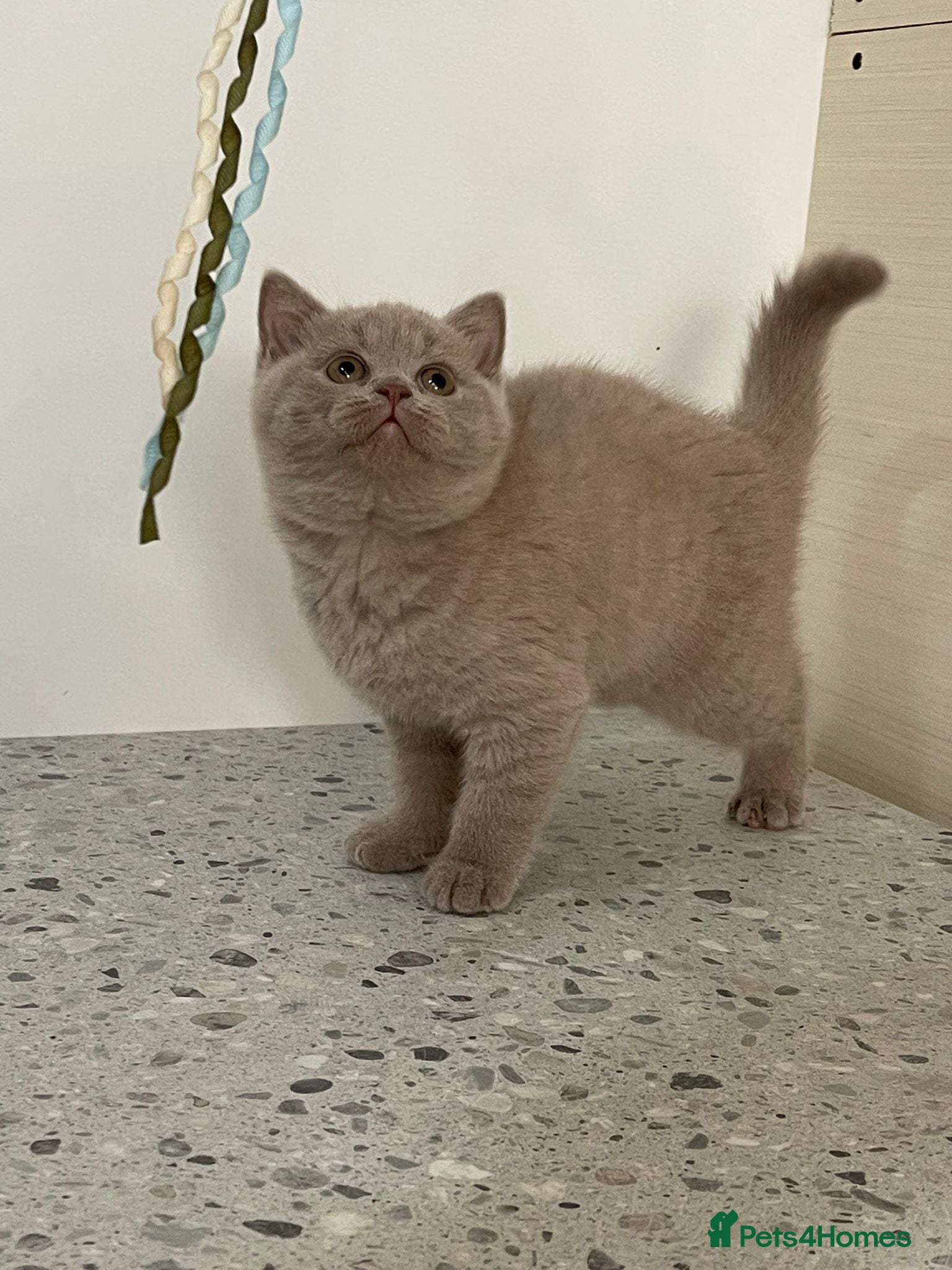 British Shorthair cats STUNNING CHUNKY GCCF REG KITTENS  - Advert 1