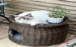 Ragdoll cats for sale: Blue `Bi-Colour  Male Ragdoll. 1 year - Image 4
