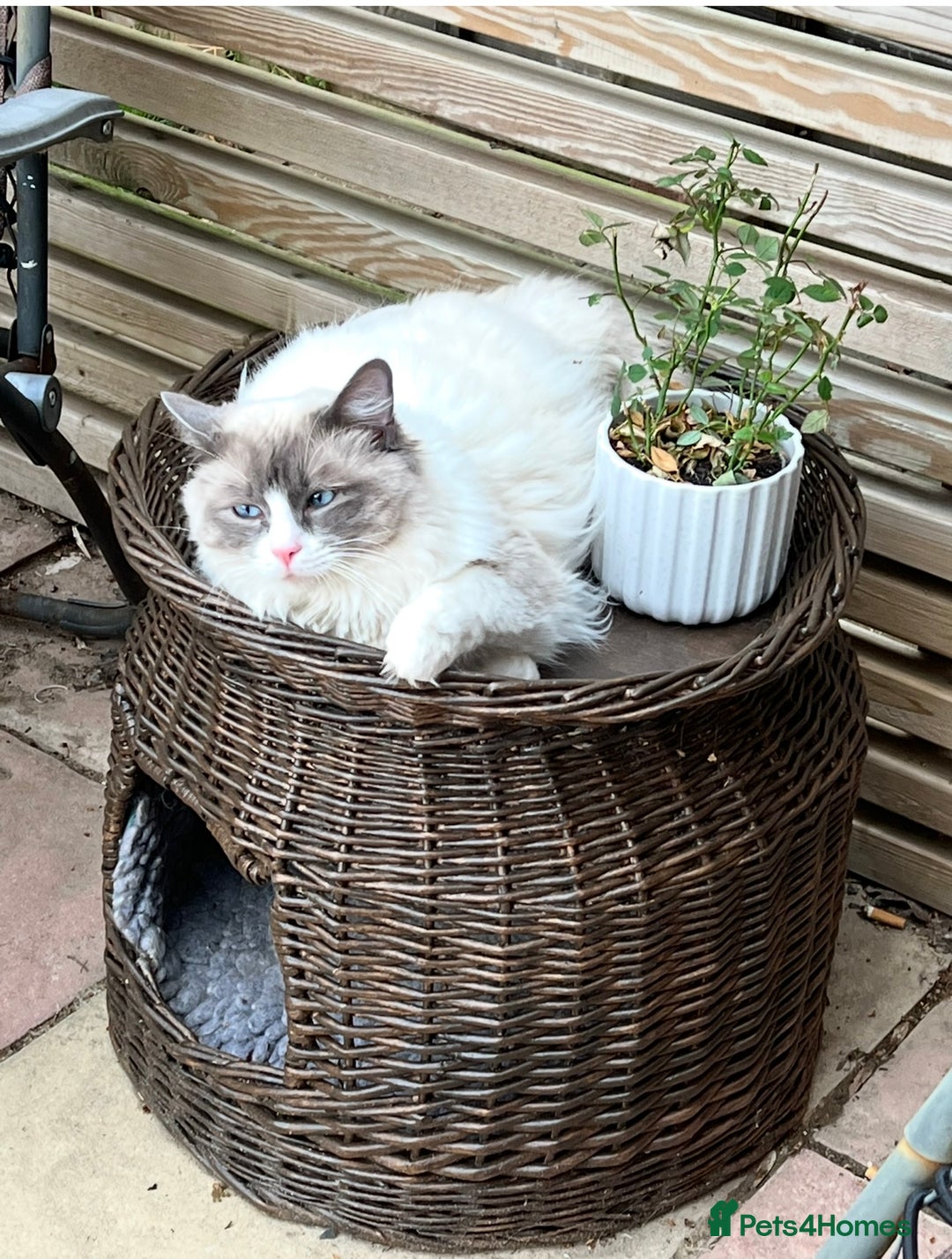 Ragdoll cats for sale: Blue `Bi-Colour  Male Ragdoll. 1 year - Image 4