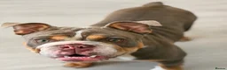 English Bulldog dogs for sale: English Bulldog Seeking a Loving New Home - Advert 5