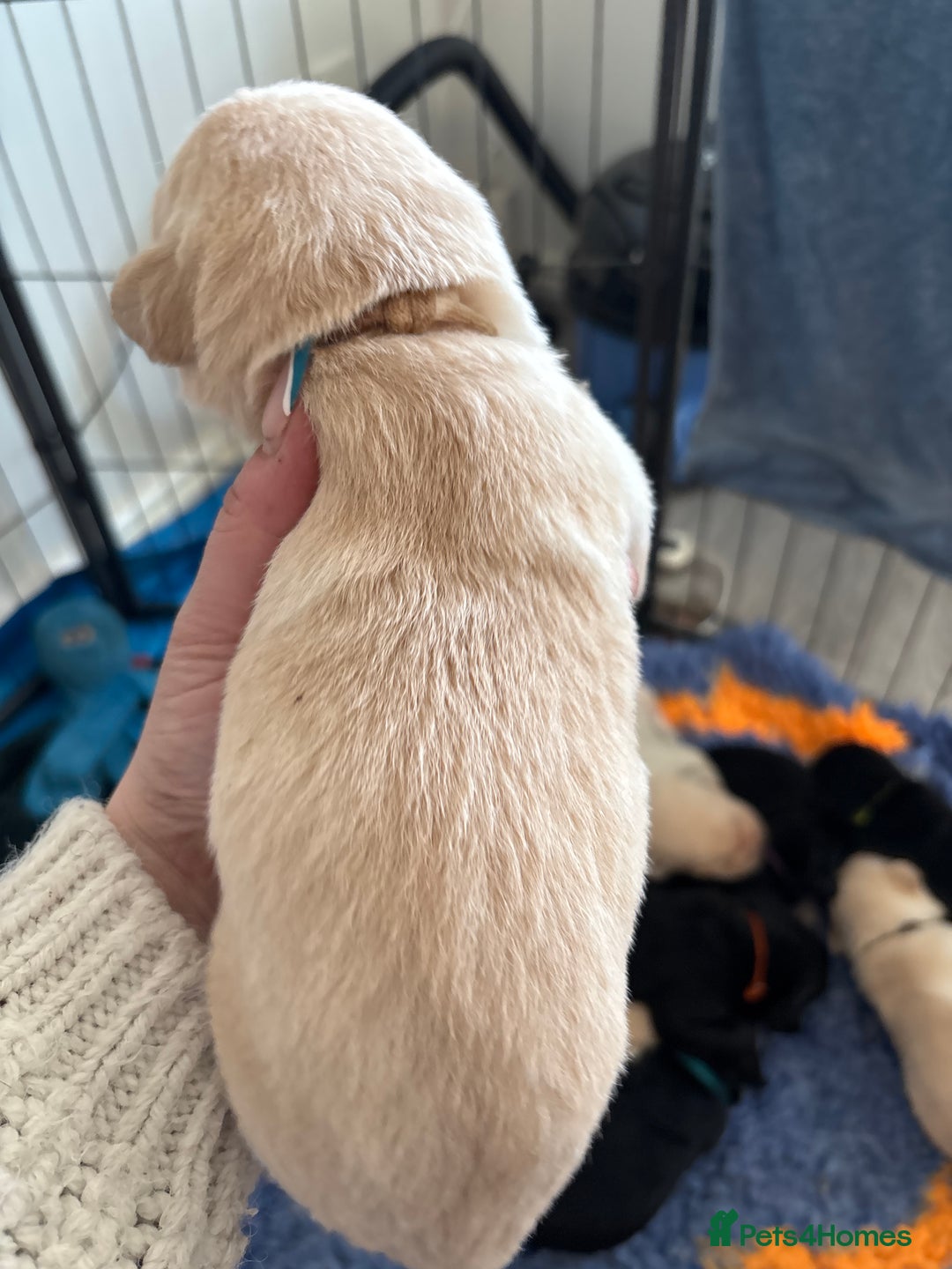 Mixed Breed dogs for sale: Stunning lab/rottie x golden retriever puppies e - Advert 14