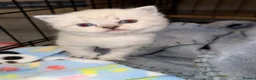 British Shorthair cats for sale: British shothair cute kittens  - Advert 25