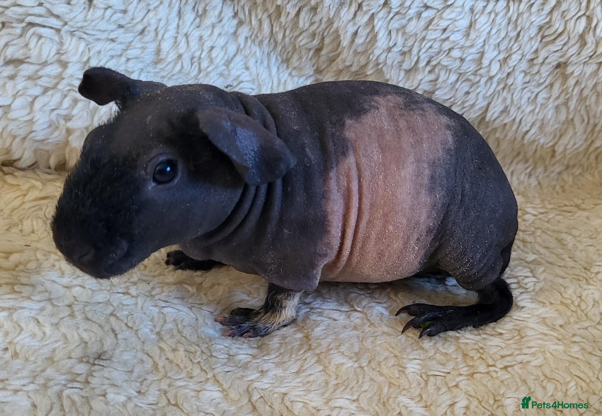 Guinea Pig rodents for sale: Skinny guinea pigs - Advert 3
