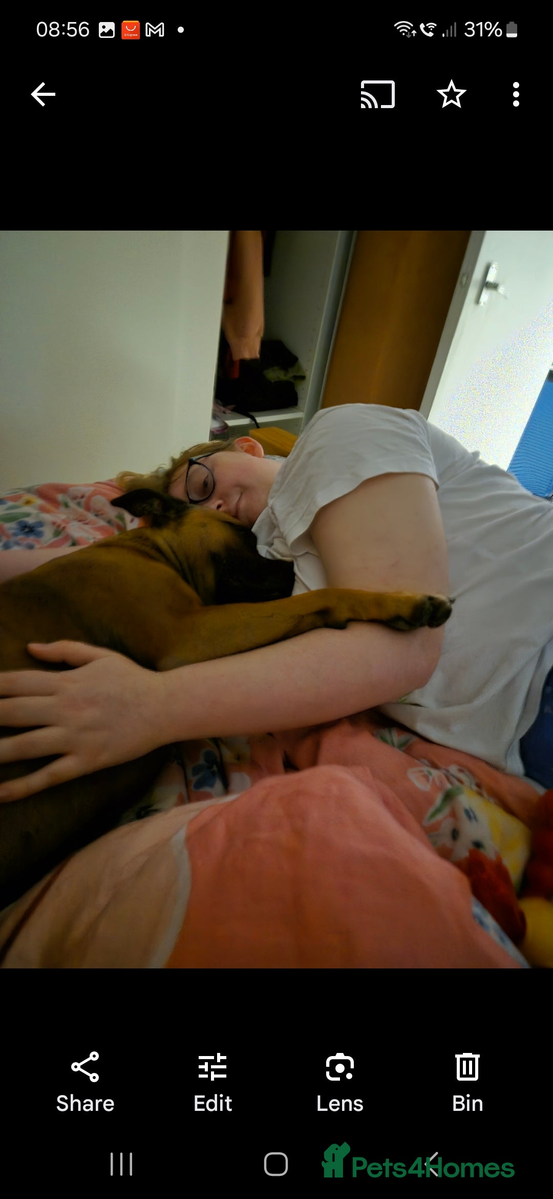 Staffordshire Bull Terrier dogs for sale: Staffordshire Bull terrier male red  - Image 3