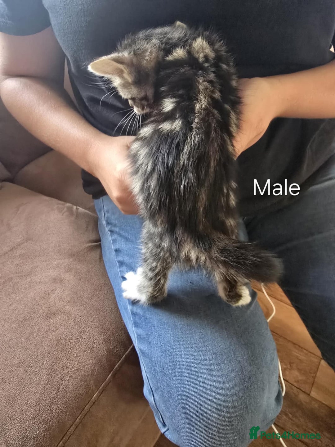 Maine Coon cats for sale: 6 Mainecoon X kittens for sale - Image 8